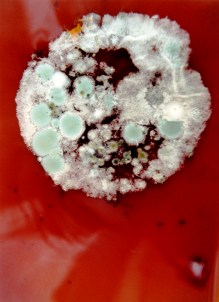 Bad Moon Rising (1998)