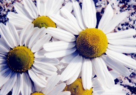 A Moon Daisy Contemplates The Horror Of It's Own Mortality I (2007)