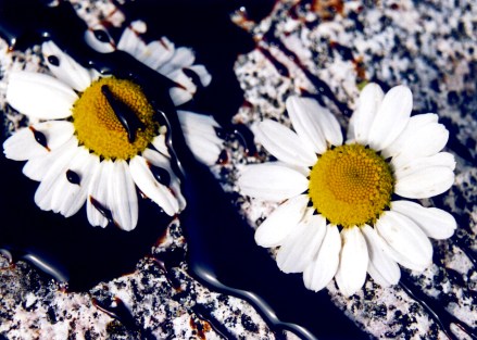 A Moon Daisy Contemplates The Horror Of It's Own Mortality IV (2007)