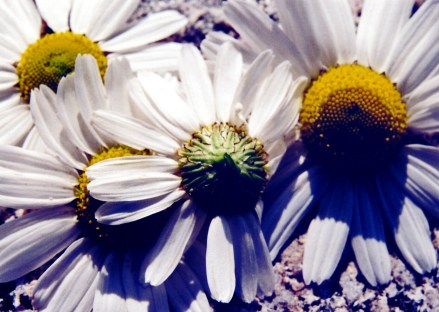 A Moon Daisy Contemplates The Horror Of It's Own Mortality VIII (2007)