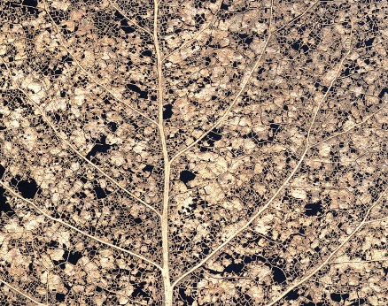 The Ghost Tree — or, Dr. Pook's Arboretum of Osteo-Venation (2012)