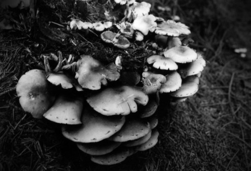 The Erl-King IV (2005)